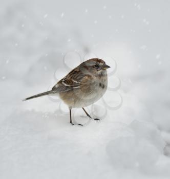 Royalty Free Photo of a Sparrow in the Snow