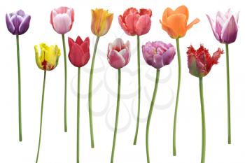 Colorful  Tulips Flowers In A Row Isolated On White Background 