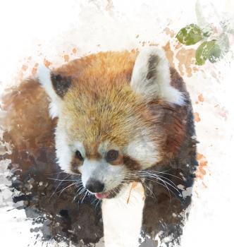 Watercolor Digital Painting Of  Red Panda