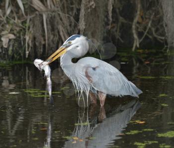 Great Blue Heron Feeding In Florida Wetlands