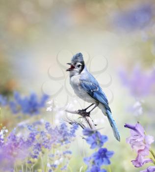 Blue Jay Perched In The Garden