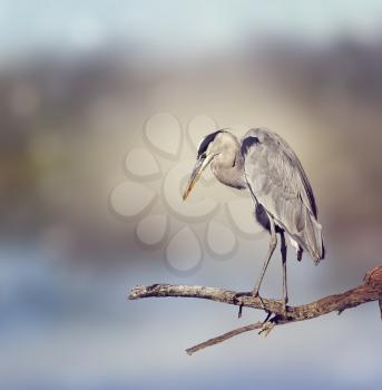 Great Blue Heron Perches On A Branch