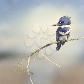 Digital Painting Of Belted Kingfisher