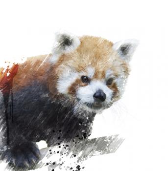 Digital Painting Of Red Panda