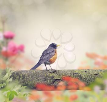 Robin Perched on a Branch