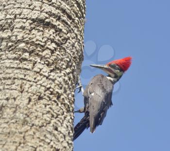 Male Pileated Woodpecker on a Tree