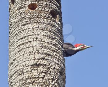 Male Pileated Woodpecker Looking Out His Nest