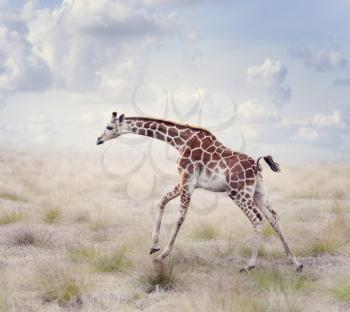 Young Giraffe Running in a Grassland