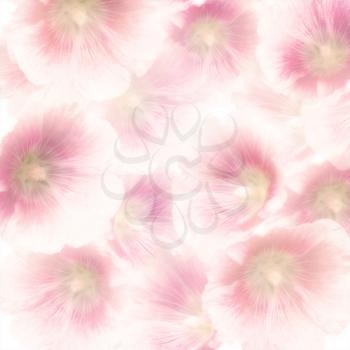 Pink Hollyhock Flowers for Background,soft focus