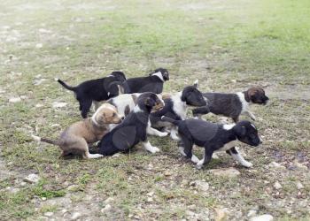 Cute Street Puppies walking on the Grass