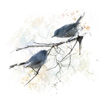 Digital Painting of  Blue-gray Gnatcatchers