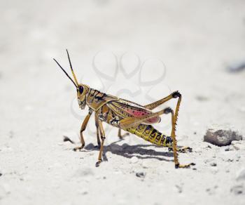 Southeastern Lubber Grasshopper walking on a road