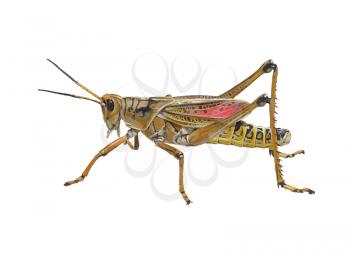 Digital Painting Of Southeastern Lubber Grasshopper on white background