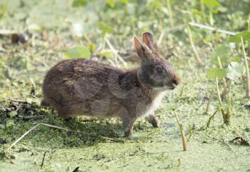 Marsh Rabbit feeds in Florida wetlands