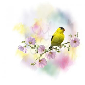 Digital Painting of  American Goldfinch (Carduelis tristis), on the flowers