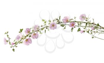 Pink hollyhock flowers isolated on white background
