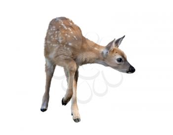 White-tailed deer fawn isolated on white background