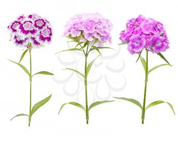 Pink and purple carnation flowers isolated on white background 