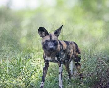 African wild dog   also known as African hunting or African painted dog