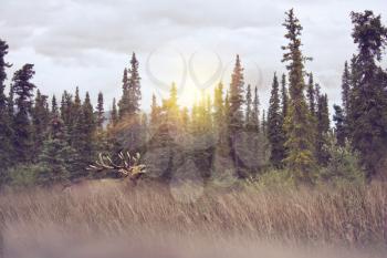 Elk Walking in Tall Grass at sunset.