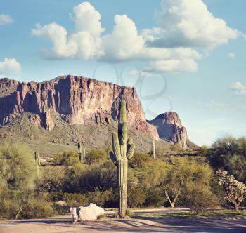 Arizona mauntain landscape with Saguaro Cactus