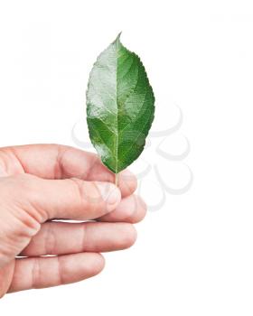 Fresh green leaf in hand, isolated on white