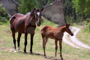 Foal With Mother