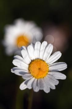 daisies on a black background