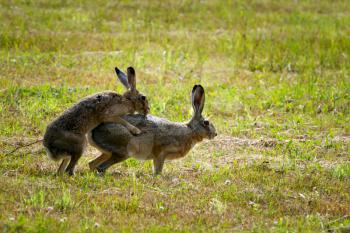 Two European Hares in Love