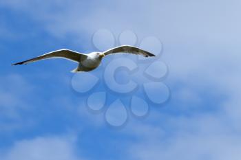 seagull, soaring in the blue sky