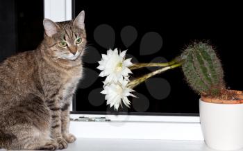 Royalty Free Photo of a Cat Sitting Beside a Blossoming Cactus