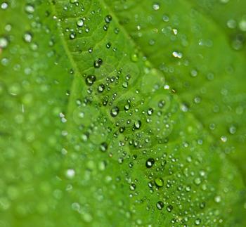 Royalty Free Photo of Dew on Leaves