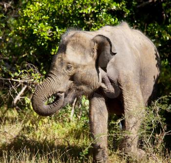 Royalty Free Photo of an Elephant