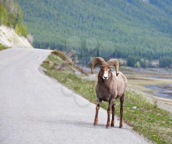 Royalty Free Photo of a Ram Standing on the Side of the Road