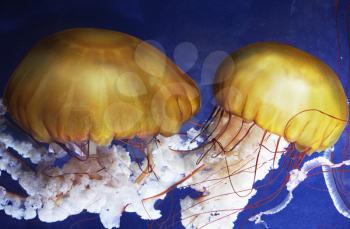 Royalty Free Photo of Jellyfish