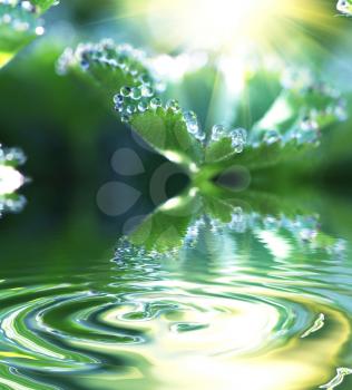 Royalty Free Photo of Leaves Over Water