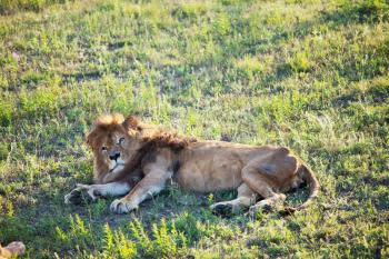 Royalty Free Photo of a Lion