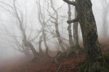 Royalty Free Photo of a Misty Forest