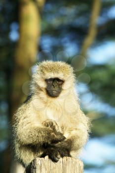 Royalty Free Photo of a Monkey