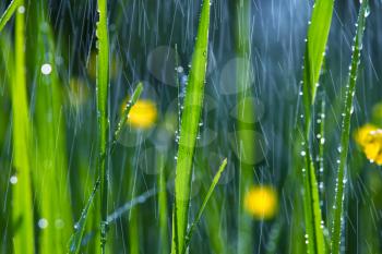Royalty Free Photo of Rain on Grass