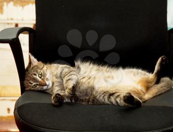 Royalty Free Photo of a Relaxing Cat in a Chair