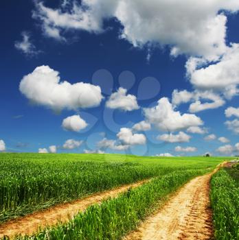 Royalty Free Photo of a Road Through a Corn Field