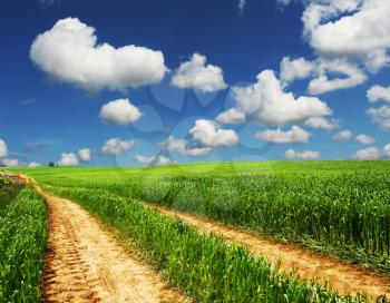 Royalty Free Photo of a Road Through a Corn Field