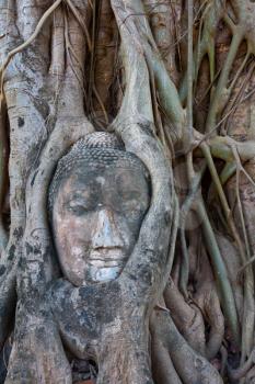 Royalty Free Photo of a Stone Buddha Head Entwined in the Roots of a Fig Tree, Wat Mahatat, Ayutthaya Historical Park