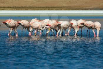 flamingo in Bolivia