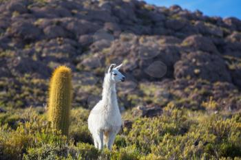 Llama near bolivian village