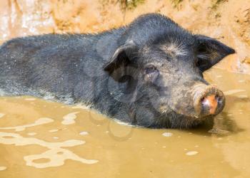 vietnam pig