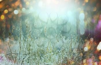 Close-up shot of the frozen grass in the winter morning in mountains.