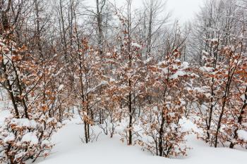 Scenic snow-covered forest in winter season. Good for Christmas background.