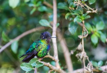 Colorful Hummingbird in Costa Rica, Central America